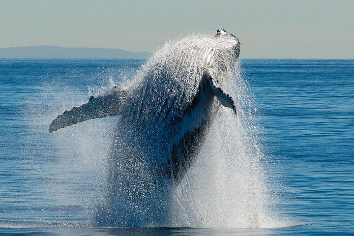 Walbeobachtungstour in Brisbanes Moreton Bay mit Buckelwalen, Foto 6 | wizardtrip
