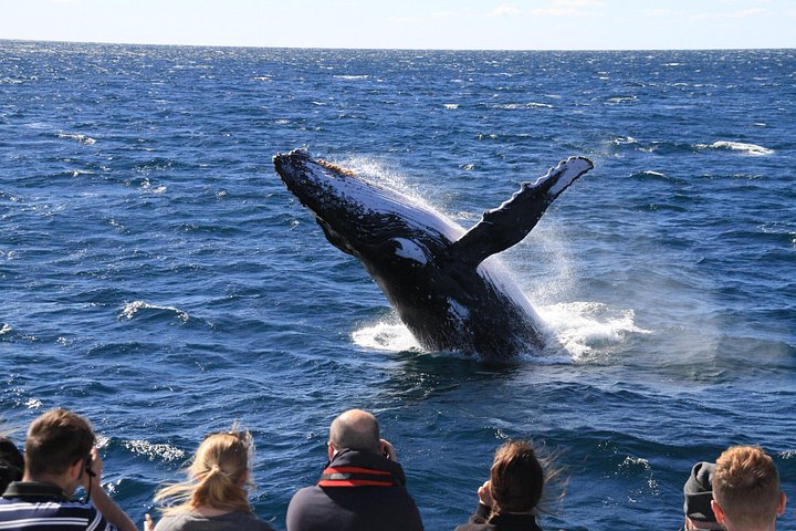 Walbeobachtungstour in Brisbanes Moreton Bay mit Buckelwalen, Foto 7 | wizardtrip