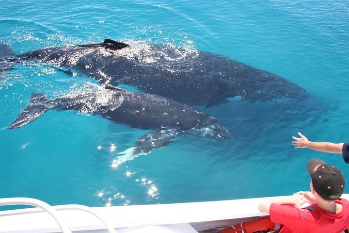 Walbeobachtungstour in Brisbanes Moreton Bay mit Buckelwalen, Foto 8 | wizardtrip