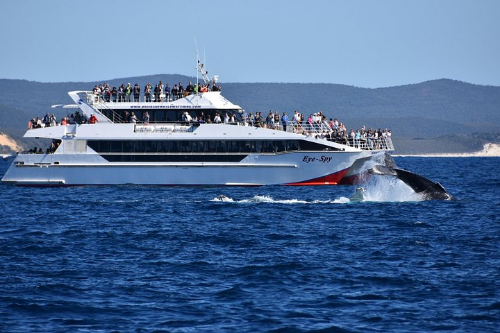 Walbeobachtungstour in Brisbanes Moreton Bay mit Buckelwalen, Foto 9 | wizardtrip