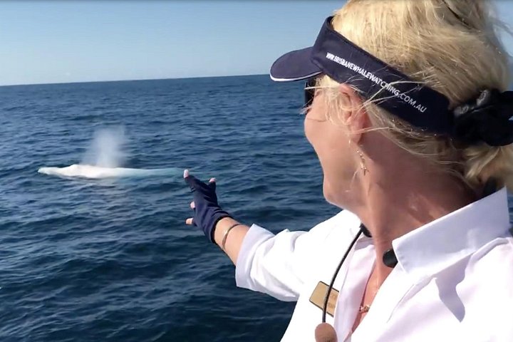 Walbeobachtungstour in Brisbanes Moreton Bay mit Buckelwalen, Foto 10 | wizardtrip