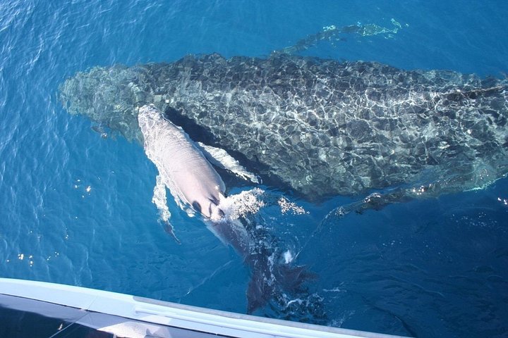 Walbeobachtungstour in Brisbanes Moreton Bay mit Buckelwalen, Foto 11 | wizardtrip