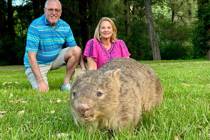 WILD Wombat and Kangaroo Day Tour, All Inclusive | wizardtrip