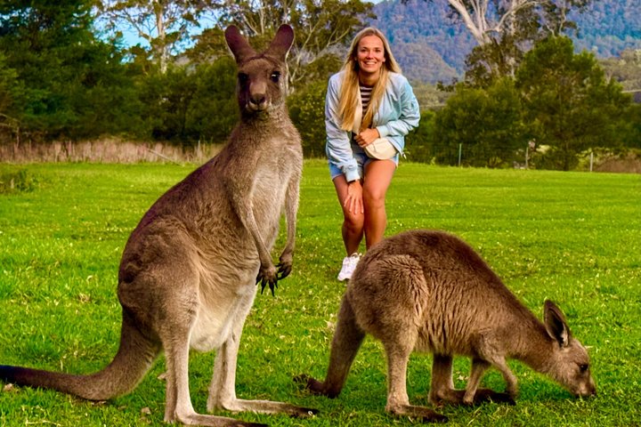Experimenta la belleza salvaje de Australia en una excursión de un día desde Sídney, con wombats, canguros, cascadas y miradores panorámicos, foto 8 | wizardtrip