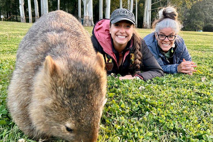 Experimenta la belleza salvaje de Australia en una excursión de un día desde Sídney, con wombats, canguros, cascadas y miradores panorámicos, foto 10 | wizardtrip