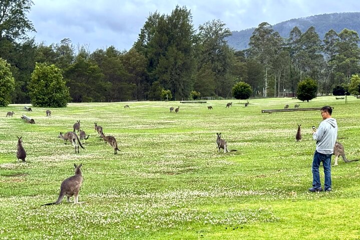 Experimenta la belleza salvaje de Australia en una excursión de un día desde Sídney, con wombats, canguros, cascadas y miradores panorámicos, foto 11 | wizardtrip
