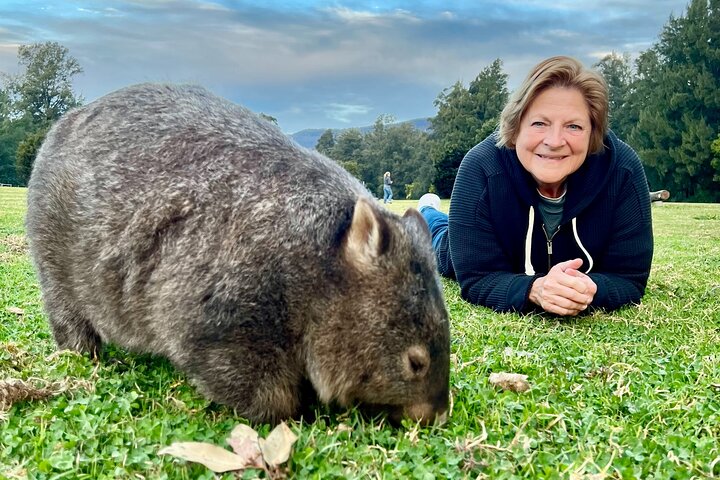 Experimenta la belleza salvaje de Australia en una excursión de un día desde Sídney, con wombats, canguros, cascadas y miradores panorámicos, foto 14 | wizardtrip