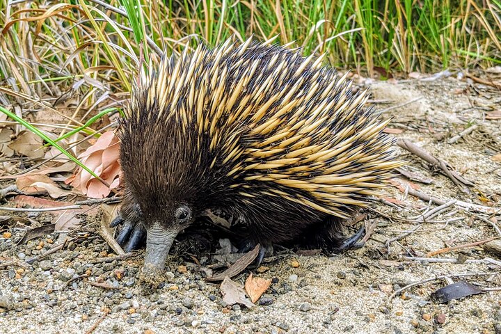 Experimenta la belleza salvaje de Australia en una excursión de un día desde Sídney, con wombats, canguros, cascadas y miradores panorámicos, foto 15 | wizardtrip