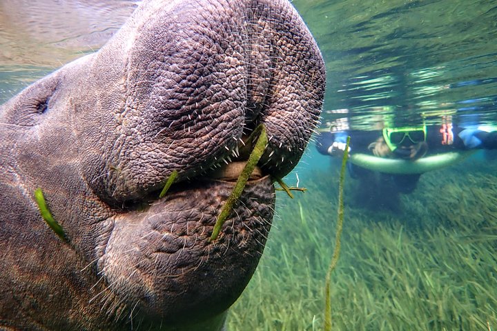 Manatee Zwemtour met Fotograaf in het Water | wizardtrip