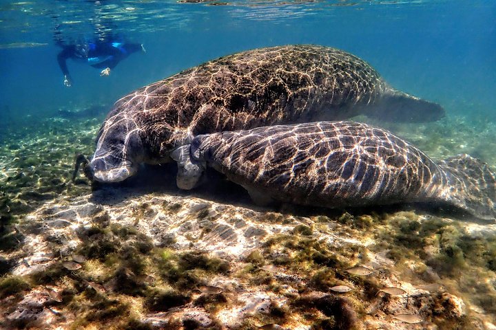 Svøm med blide søkøer i Crystal River, Florida, på en uforglemmelig guidet tur, foto 7 | wizardtrip