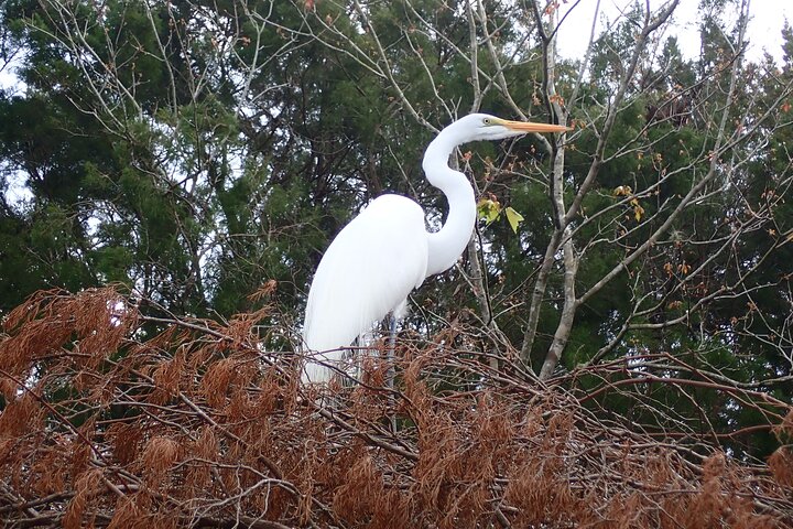 Sjöko-kryssning i Crystal River, Florida, med möten med vilda djur, foto 7 | wizardtrip