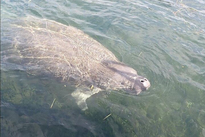 Sjöko-kryssning i Crystal River, Florida, med möten med vilda djur, foto 9 | wizardtrip