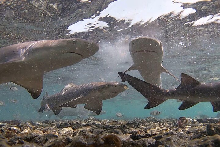 Tour de dia inteiro pela Ilha do Sal, Cabo Verde, com maravilhas naturais e locais culturais, foto 6 | wizardtrip