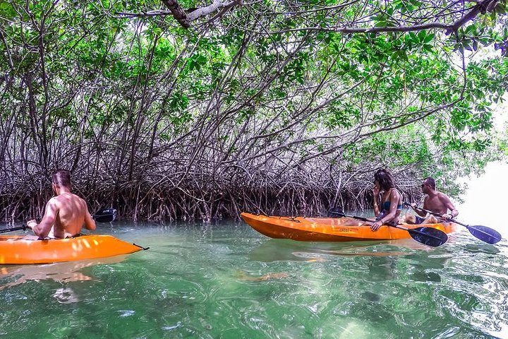 Kajak- und Schnorcheltour durch Mangroven mit Glasboden | wizardtrip