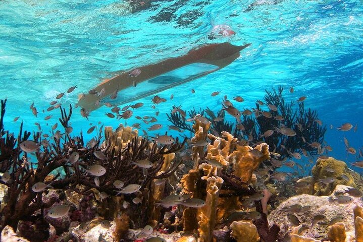 Kajaktour mit Glasboden durch Bonaires Mangroven mit Schnorcheln, Foto 2 | wizardtrip