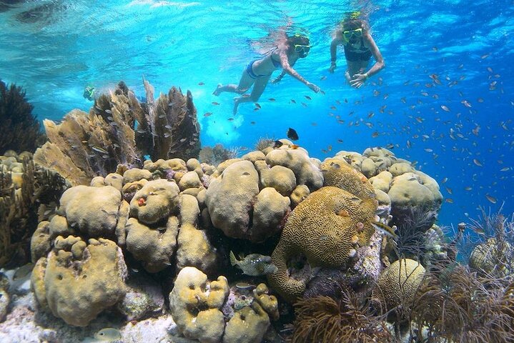 Kajaktour mit Glasboden durch Bonaires Mangroven mit Schnorcheln, Foto 4 | wizardtrip
