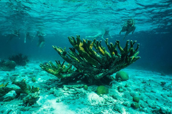 Kajaktour mit Glasboden durch Bonaires Mangroven mit Schnorcheln, Foto 5 | wizardtrip