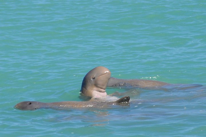 Snubfin Dolphin Eco Cruise from Broome | wizardtrip