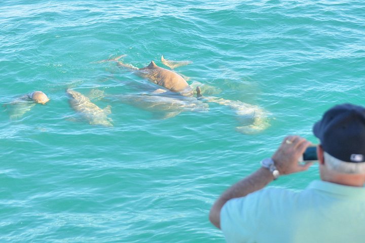 ブルームのエコクルーズで、ロバック湾のシュナフィンイルカやその他の海洋生物を探します、写真6 | wizardtrip