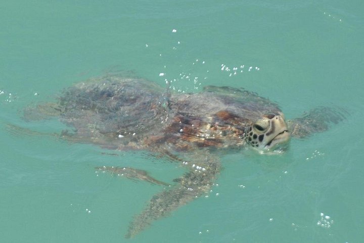 ブルームのエコクルーズで、ロバック湾のシュナフィンイルカやその他の海洋生物を探します、写真16 | wizardtrip