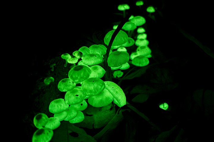Experience glow worms, waterfalls, and rainforests near Byron Bay, Australia, photo 8 | wizardtrip