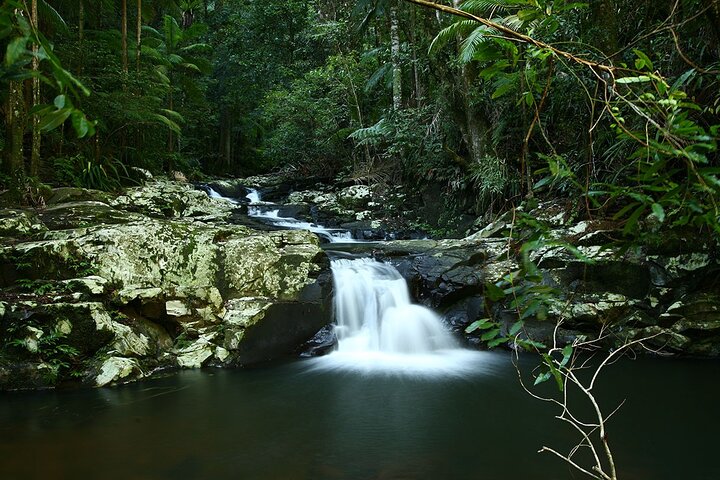 Experience glow worms, waterfalls, and rainforests near Byron Bay, Australia, photo 9 | wizardtrip