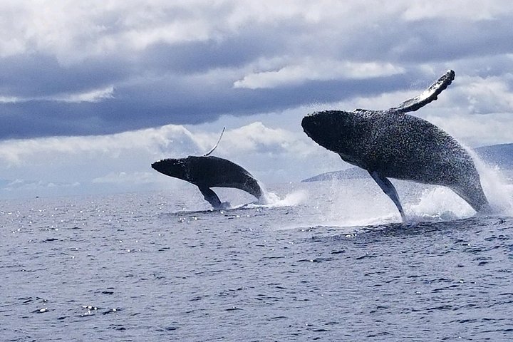 マウイ島での親密なホエールウォッチングツアーで、クジラとの接近遭遇と学びを体験しましょう、写真6 | wizardtrip