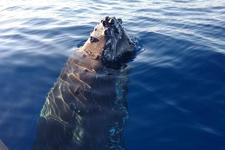 マウイ島での親密なホエールウォッチングツアーで、クジラとの接近遭遇と学びを体験しましょう、写真7 | wizardtrip