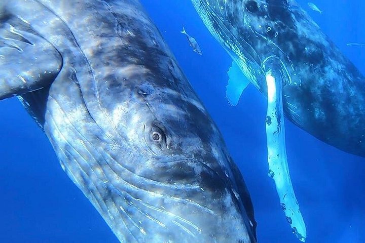 マウイ島での親密なホエールウォッチングツアーで、クジラとの接近遭遇と学びを体験しましょう、写真8 | wizardtrip
