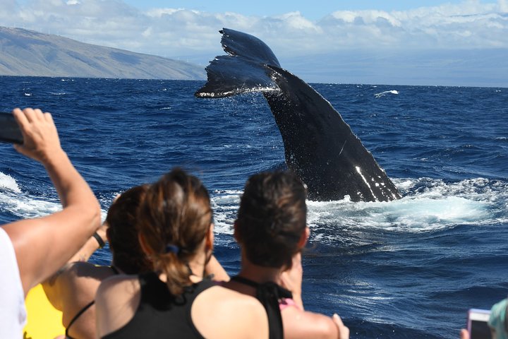マウイ島での親密なホエールウォッチングツアーで、クジラとの接近遭遇と学びを体験しましょう、写真9 | wizardtrip