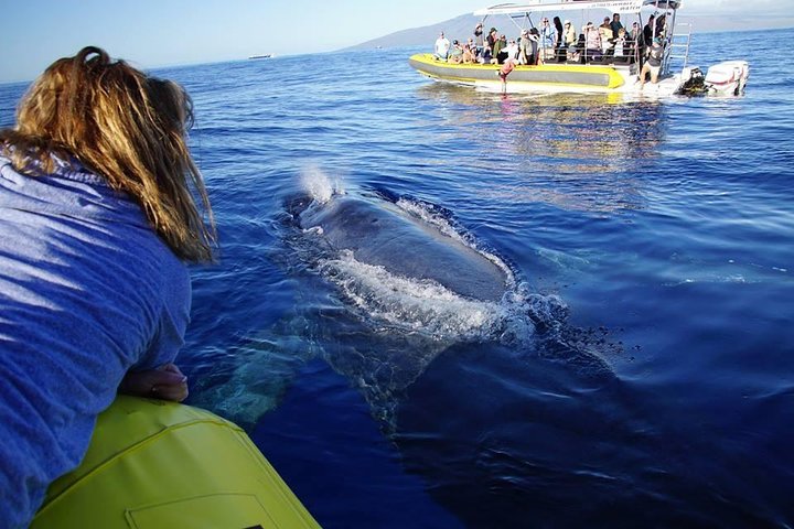 マウイ島での親密なホエールウォッチングツアーで、クジラとの接近遭遇と学びを体験しましょう、写真10 | wizardtrip