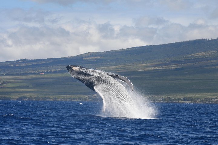 マウイ島での親密なホエールウォッチングツアーで、クジラとの接近遭遇と学びを体験しましょう、写真11 | wizardtrip