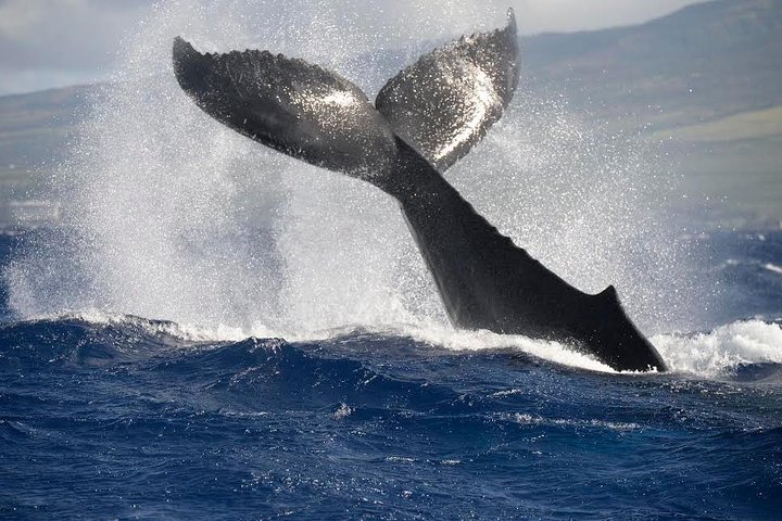 マウイ島での親密なホエールウォッチングツアーで、クジラとの接近遭遇と学びを体験しましょう、写真12 | wizardtrip