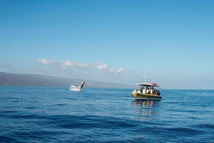 マウイ島での親密なホエールウォッチングツアーで、クジラとの接近遭遇と学びを体験しましょう、写真13 | wizardtrip