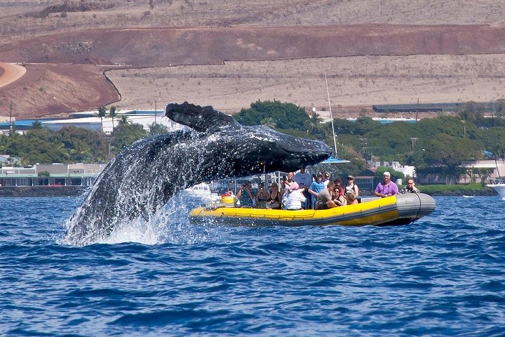 マウイ島での親密なホエールウォッチングツアーで、クジラとの接近遭遇と学びを体験しましょう、写真14 | wizardtrip