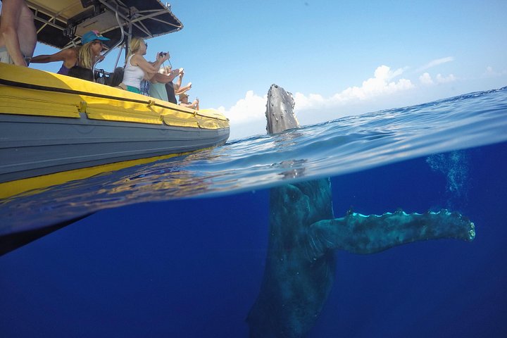 マウイ島での親密なホエールウォッチングツアーで、クジラとの接近遭遇と学びを体験しましょう、写真15 | wizardtrip