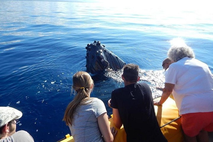 マウイ島での親密なホエールウォッチングツアーで、クジラとの接近遭遇と学びを体験しましょう、写真16 | wizardtrip