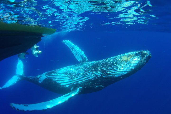 マウイ島での親密なホエールウォッチングツアーで、クジラとの接近遭遇と学びを体験しましょう、写真17 | wizardtrip