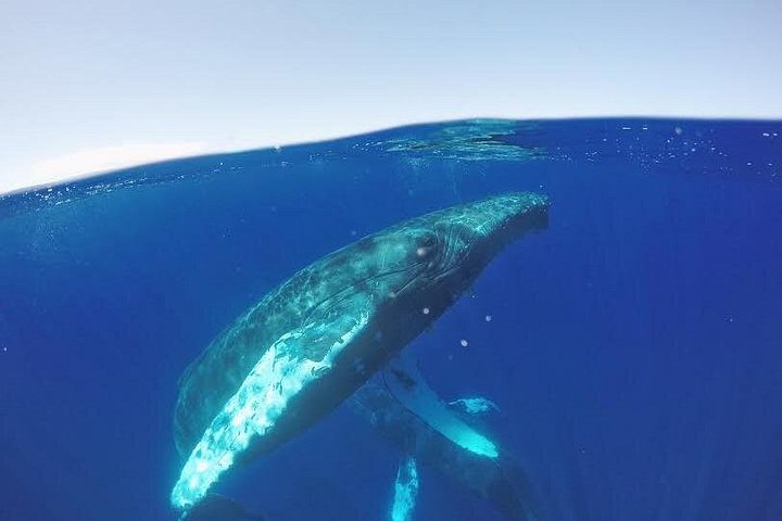マウイ島での親密なホエールウォッチングツアーで、クジラとの接近遭遇と学びを体験しましょう、写真18 | wizardtrip