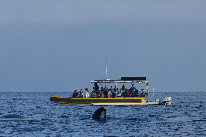 マウイ島での親密なホエールウォッチングツアーで、クジラとの接近遭遇と学びを体験しましょう、写真19 | wizardtrip