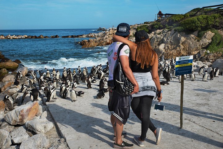 Privat heldagstur på Cape-halvøya i Cape Town, inkludert Kapp det gode håp og pingviner, foto 11 | wizardtrip