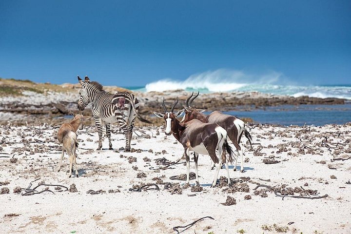 Privat heldagstur på Cape-halvøya i Cape Town, inkludert Kapp det gode håp og pingviner, foto 18 | wizardtrip