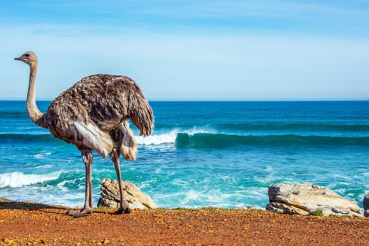 Privat heldagstur på Cape-halvøya i Cape Town, inkludert Kapp det gode håp og pingviner, foto 28 | wizardtrip