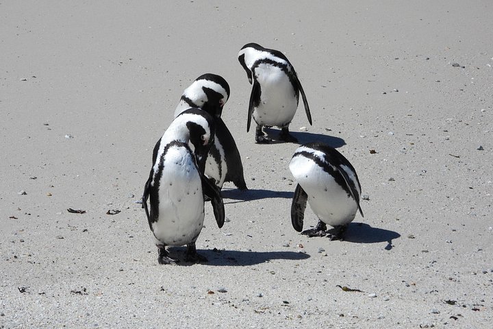 Privat heldagstur på Cape-halvøya i Cape Town, inkludert Kapp det gode håp og pingviner, foto 41 | wizardtrip
