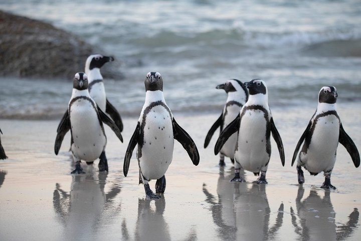 Demi-journée Boulders Penguins et Cape Point en petit groupe | wizardtrip