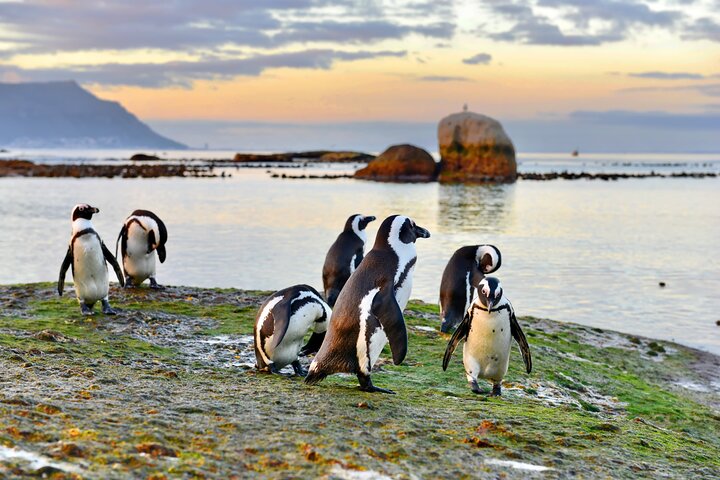 Tour panoramico di mezza giornata della penisola del Capo, dei pinguini di Boulders Beach, del Capo di Buona Speranza e di Chapman's Peak Drive da Città del Capo, foto 7 | wizardtrip