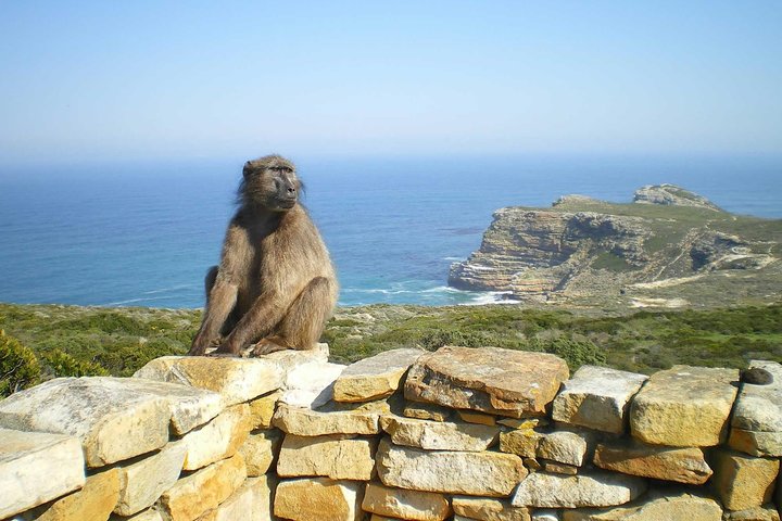 Tour panoramico di mezza giornata della penisola del Capo, dei pinguini di Boulders Beach, del Capo di Buona Speranza e di Chapman's Peak Drive da Città del Capo, foto 9 | wizardtrip