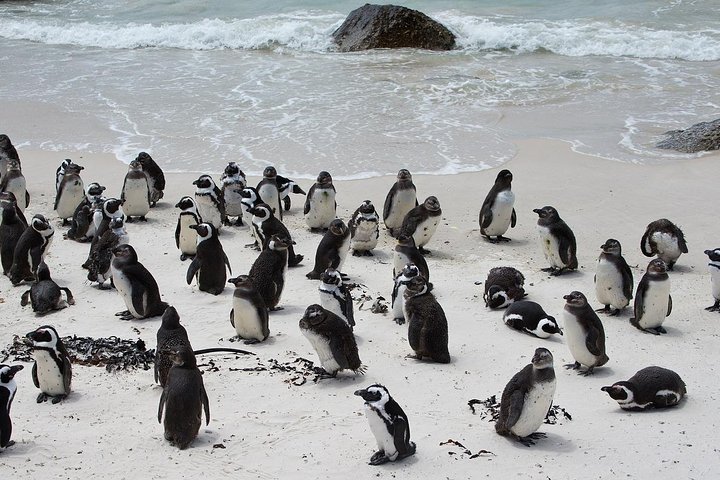 Tour panoramico di mezza giornata della penisola del Capo, dei pinguini di Boulders Beach, del Capo di Buona Speranza e di Chapman's Peak Drive da Città del Capo, foto 13 | wizardtrip