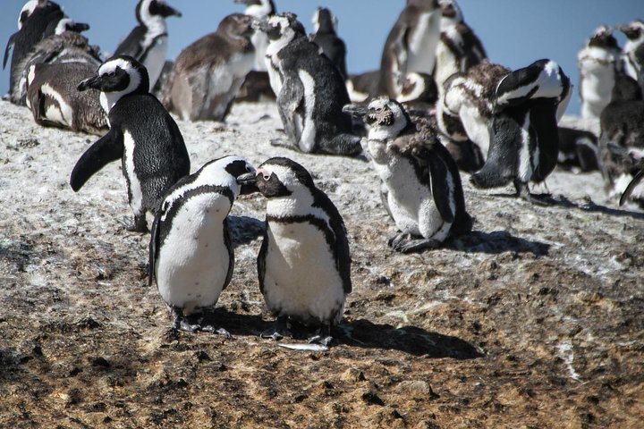 Tour panoramico di mezza giornata della penisola del Capo, dei pinguini di Boulders Beach, del Capo di Buona Speranza e di Chapman's Peak Drive da Città del Capo, foto 18 | wizardtrip