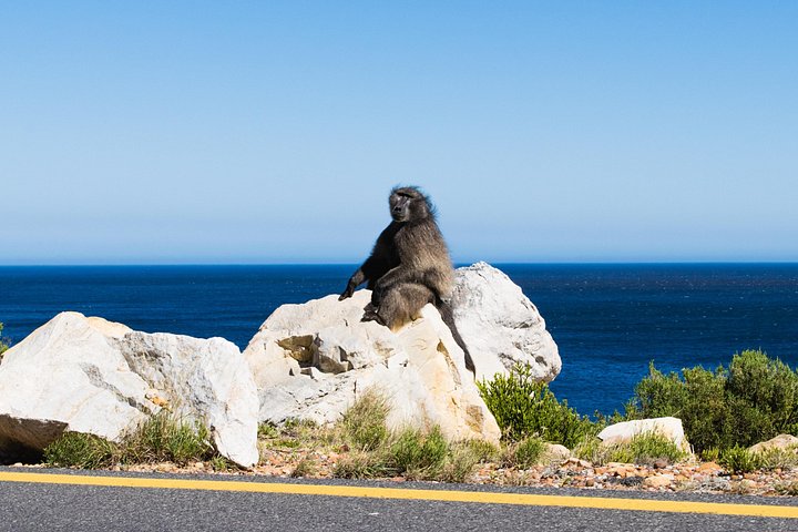 Tour panoramico di mezza giornata della penisola del Capo, dei pinguini di Boulders Beach, del Capo di Buona Speranza e di Chapman's Peak Drive da Città del Capo, foto 21 | wizardtrip